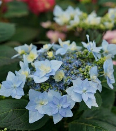 Mountain Hydrangea Tuff Stuff Ah-Ha®